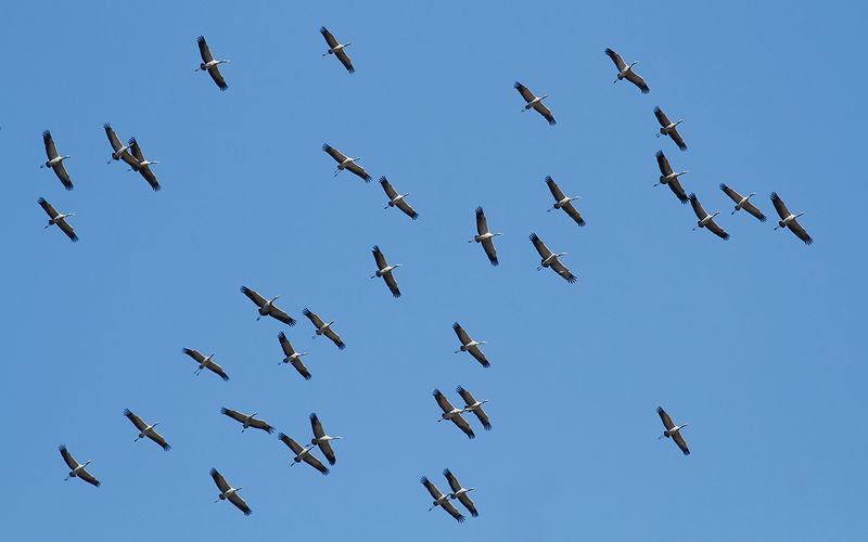 Trana - Common crane (Grus grus)