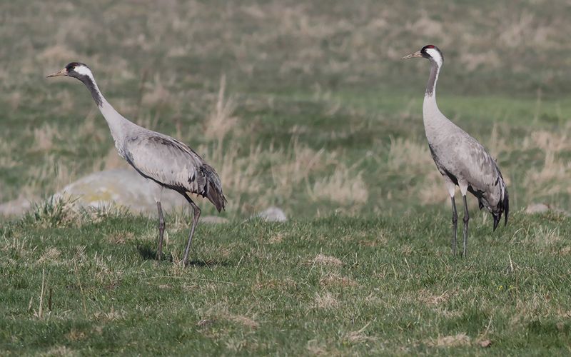 Trana - Common crane (Grus grus)