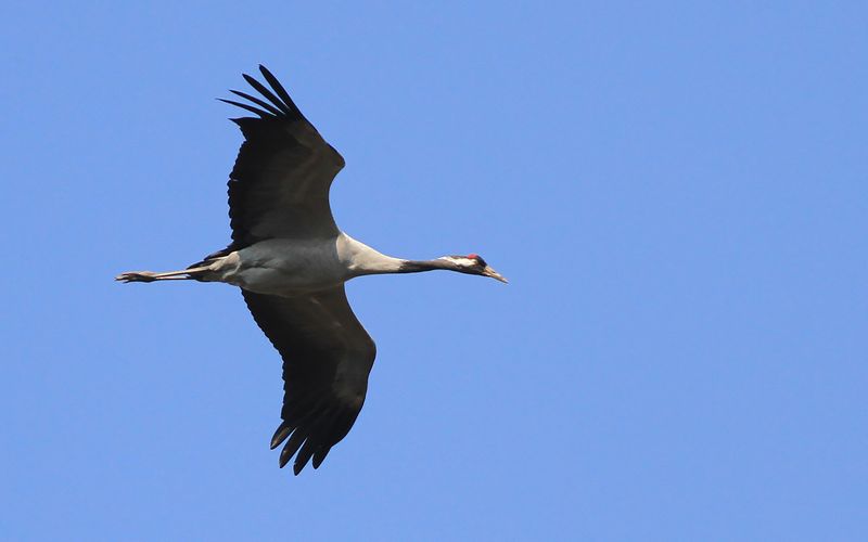 Trana - Common crane (Grus grus)