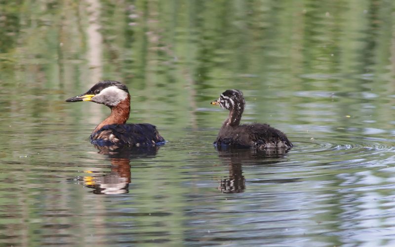 Grhakedopping - Red-necked grebe (Podiceps grisegena)