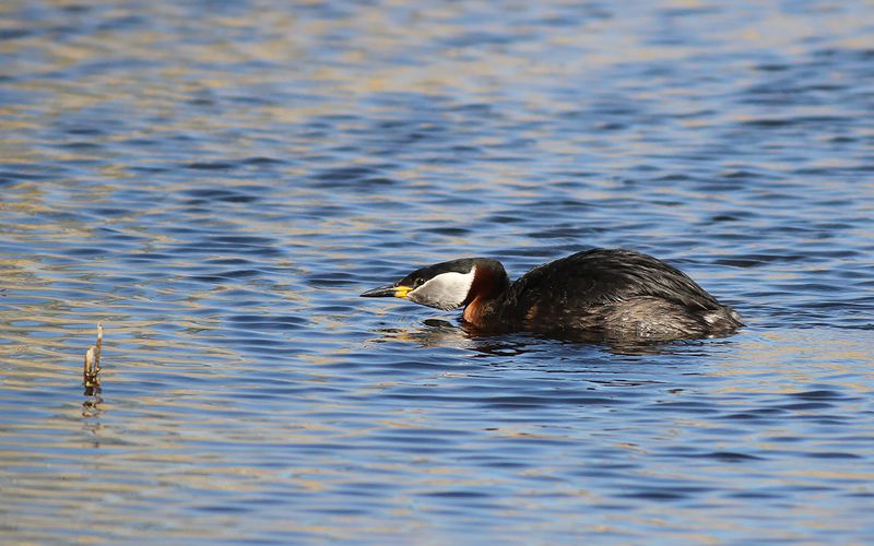 Grhakedopping - Red-necked grebe (Podiceps grisegena)