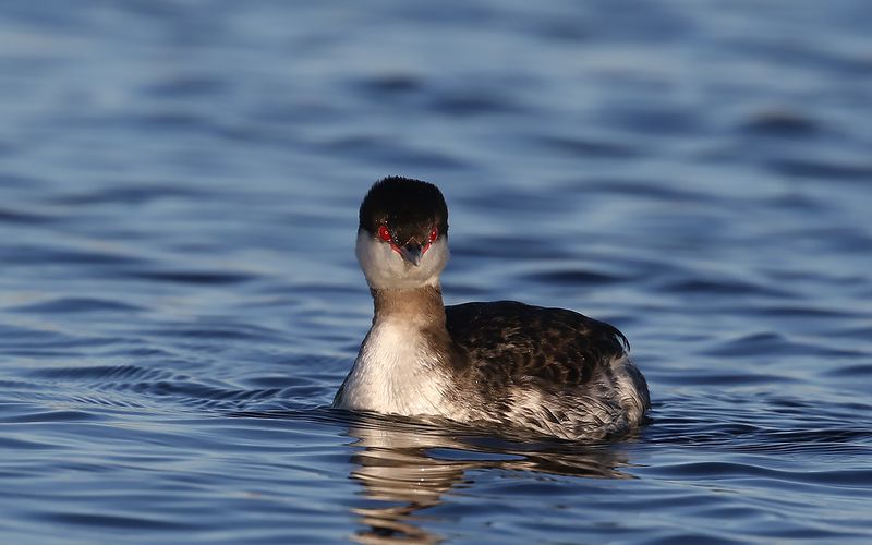 Svarthakedopping - Horned Grebe Podiceps auritus