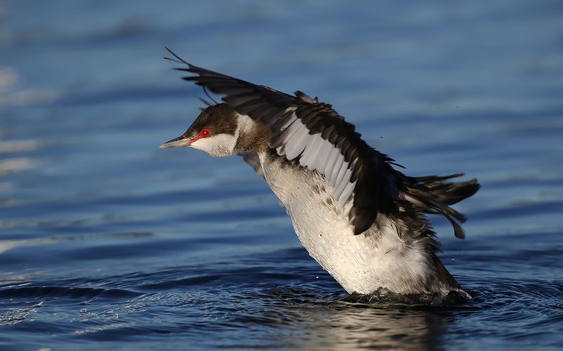 Svarthakedopping - Horned Grebe Podiceps auritus