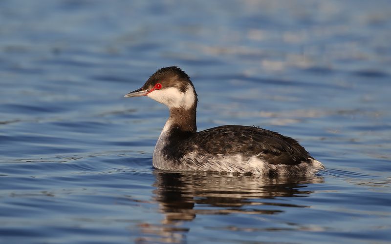 Svarthakedopping - Horned Grebe Podiceps auritus