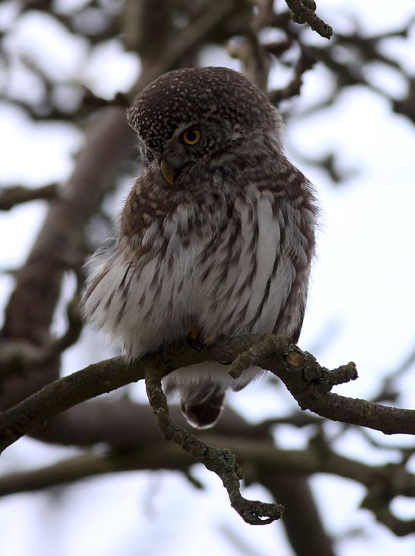 Sparvuggla - Pygmy Owl (Glaucidium passerinum)