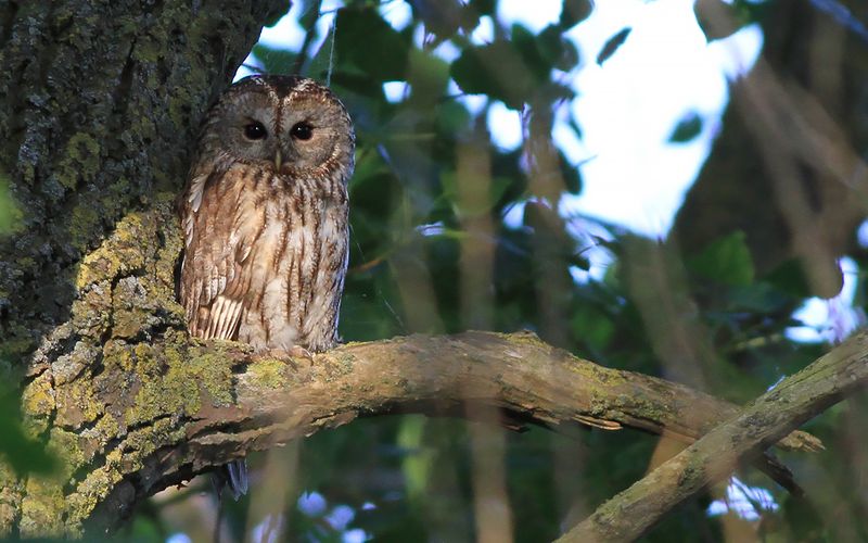 Kattuggla - Tawny Owl (Strix aluco)
