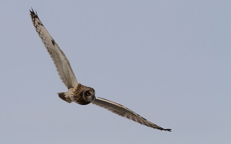 Jorduggla - Short-eared Owl (Asio flammeus) 