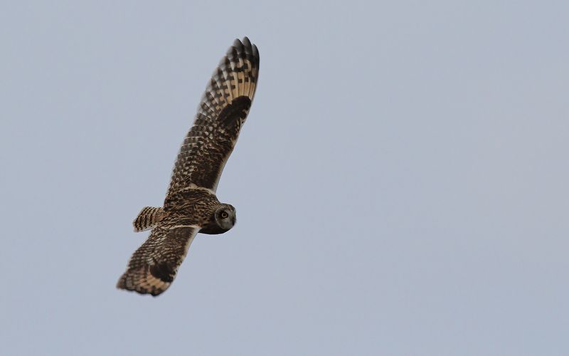 Jorduggla - Short-eared Owl (Asio flammeus) 