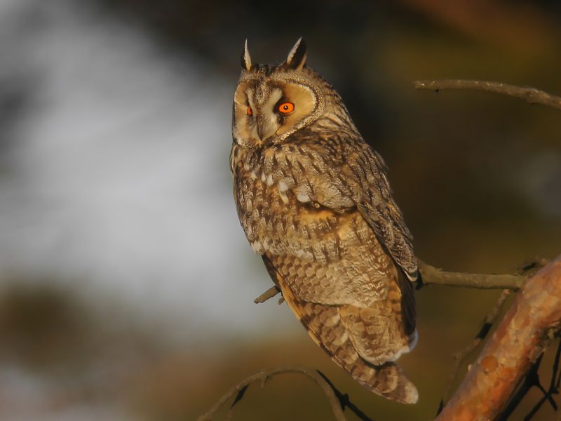Hornuggla - Long-eared Owl  (Asio otus)