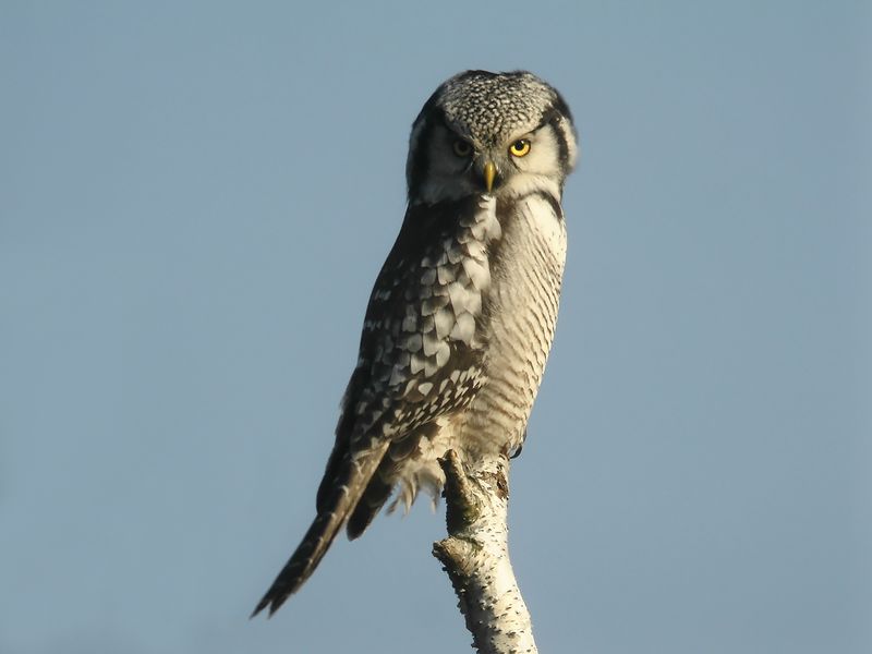 Hkuggla - Hawk Owl  (Surnia ulula)
