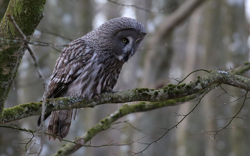 Lappuggla - Great Grey Owl   (Strix nebulosa)