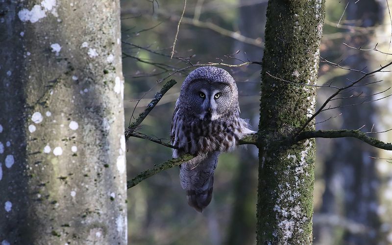 Lappuggla - Great Grey Owl   (Strix nebulosa)