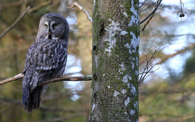 Lappuggla - Great Grey Owl   (Strix nebulosa)