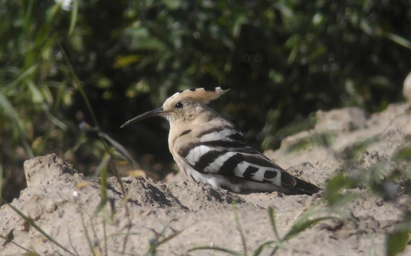 Hrfgel - Hoopoe  (Upupa epops)