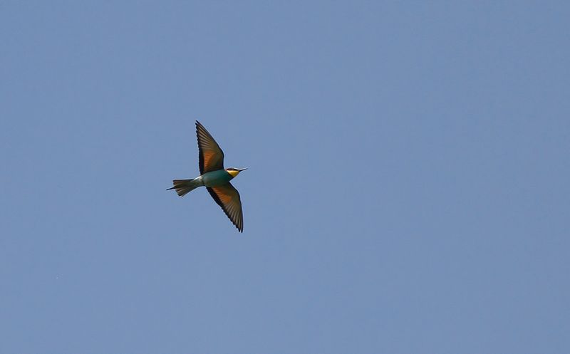Bitare - European Bee-eater (Merops apiaster)
