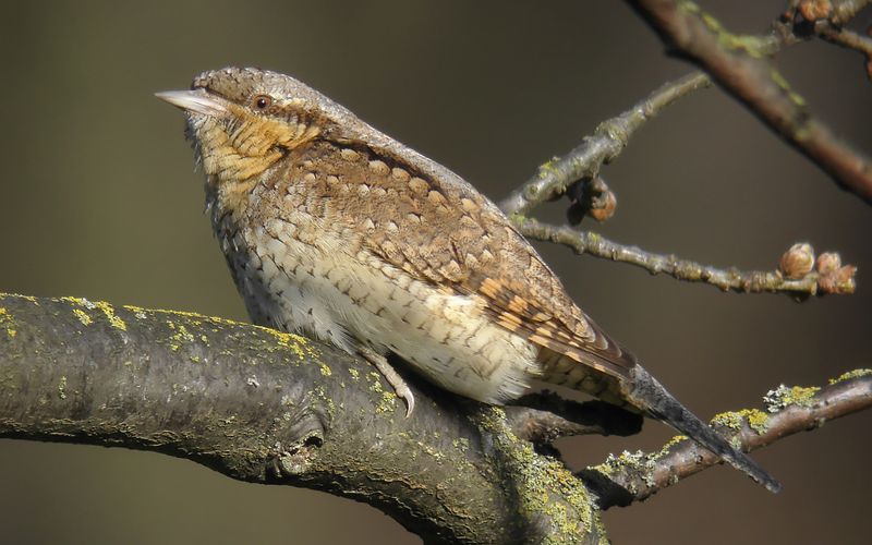 Gktyta - Wryneck  (Jynx torquilla)