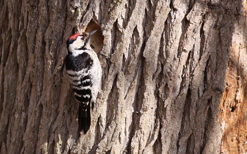 Mindre hackspett - Lesser Spotted Woodpecker (Dryobates minor)
