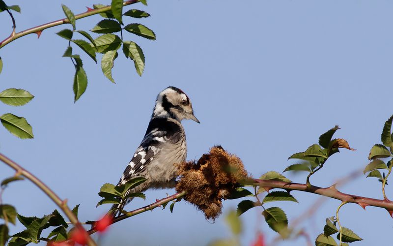Mindre hackspett - Lesser Spotted Woodpecker (Dryobates minor)