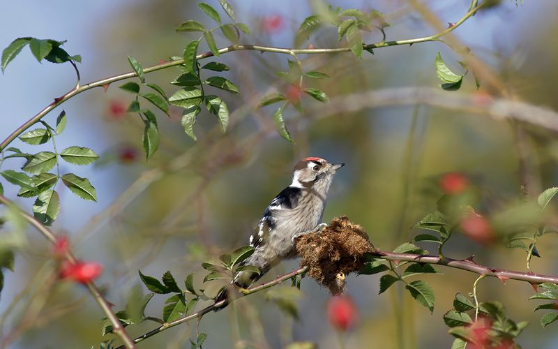 Mindre hackspett - Lesser Spotted Woodpecker (Dryobates minor)