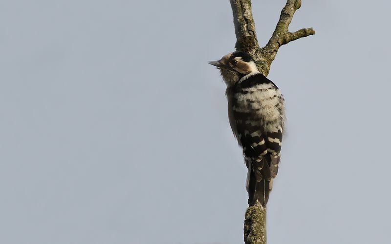 Mindre hackspett - Lesser Spotted Woodpecker (Dryobates minor)