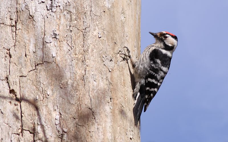 Mindre hackspett - Lesser Spotted Woodpecker (Dryobates minor)