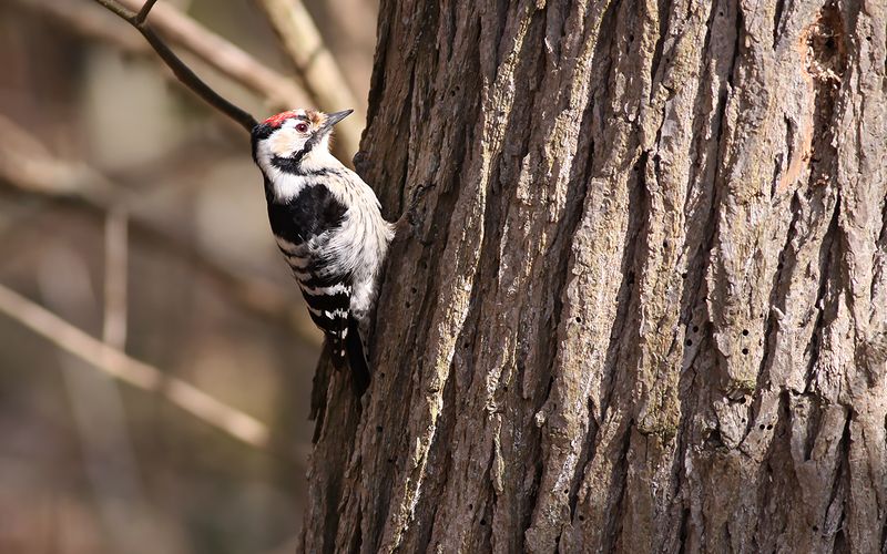 Mindre hackspett - Lesser Spotted Woodpecker (Dryobates minor)