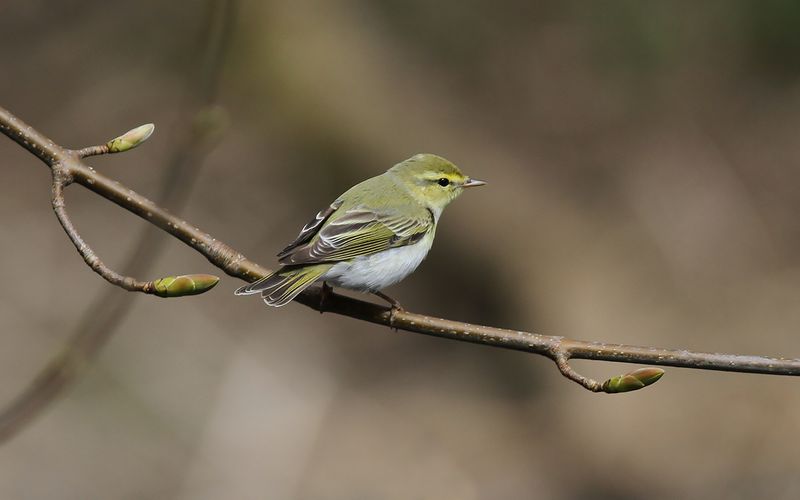 Grnsngare - Wood Warbler (Phylloscopus sibilatrix)