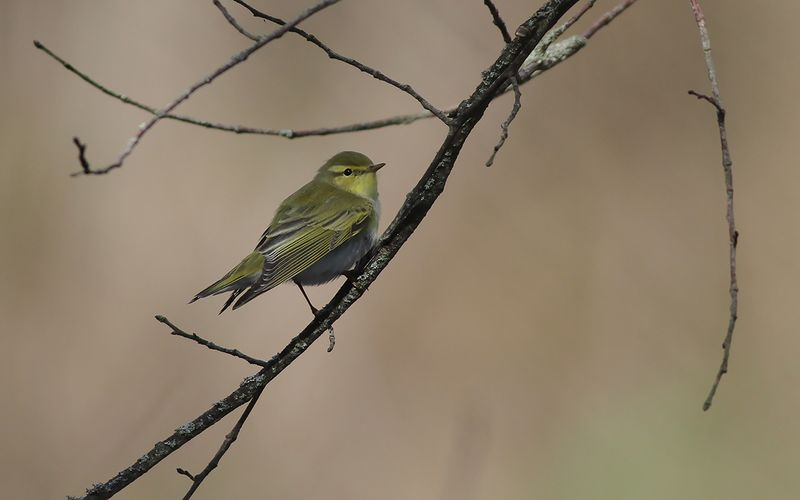 Grnsngare - Wood Warbler (Phylloscopus sibilatrix)