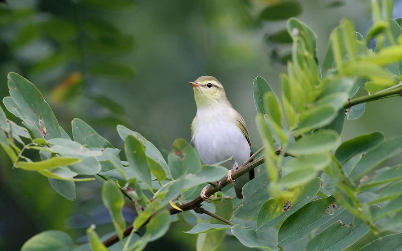 Grnsngare - Wood Warbler (Phylloscopus sibilatrix)