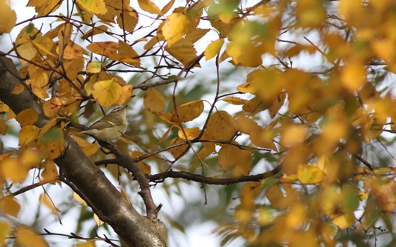 Bergstaigasngare - Humes Leaf Warbler  (Phylloscopus humei)