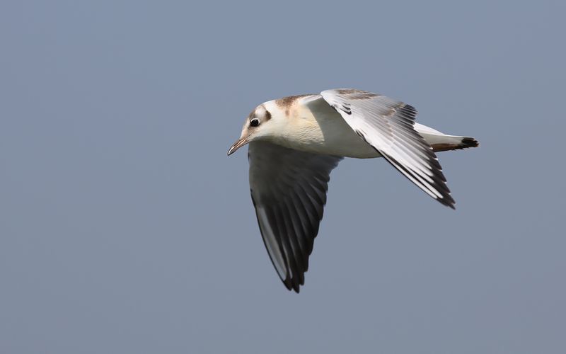 Skrattms - Black-headed Gull (Chroicocephalus ridibundus)