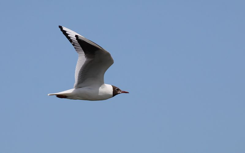 Skrattms - Black-headed Gull (Chroicocephalus ridibundus)