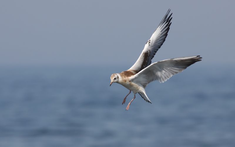 Skrattms - Black-headed Gull (Chroicocephalus ridibundus)