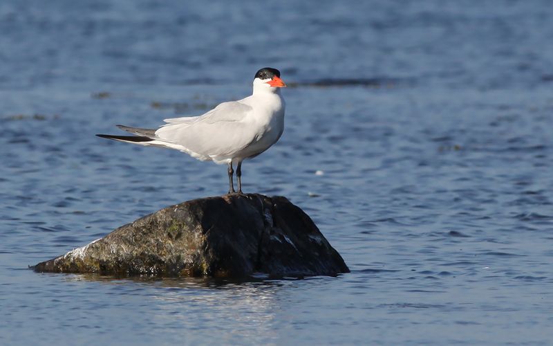 Skrntrna - Caspian Tern  (Hydroprogne caspia)