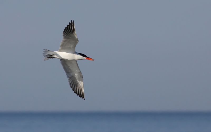 Skrntrna - Caspian Tern  (Hydroprogne caspia)