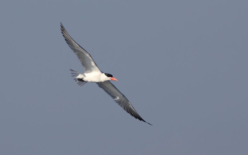 Skrntrna - Caspian Tern  (Hydroprogne caspia)