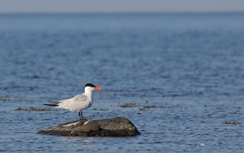Skrntrna - Caspian Tern  (Hydroprogne caspia)