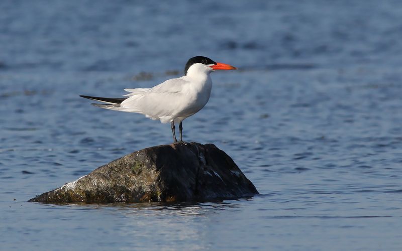 Skrntrna - Caspian Tern  (Hydroprogne caspia)