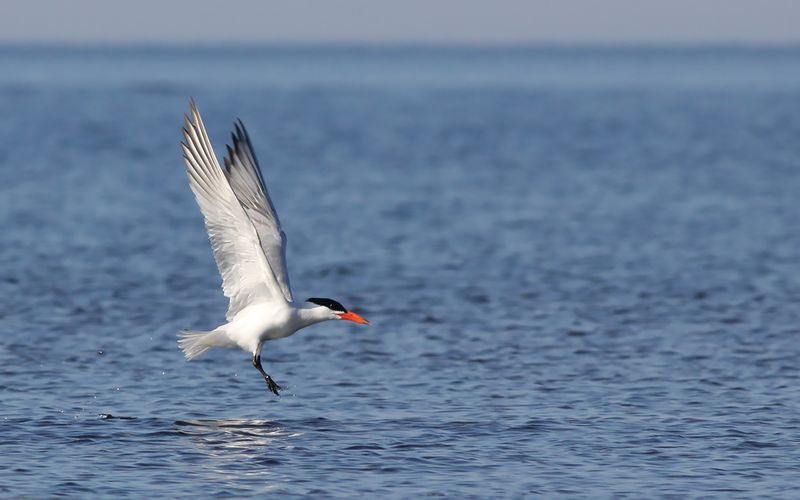 Skrntrna - Caspian Tern  (Hydroprogne caspia)