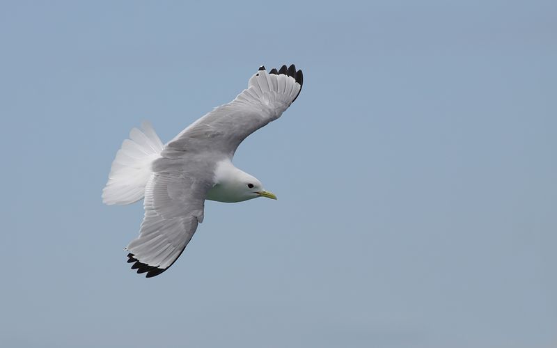 Gulls