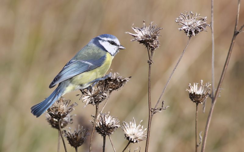 Blmes Blue Tit  (Parus caeruleus)