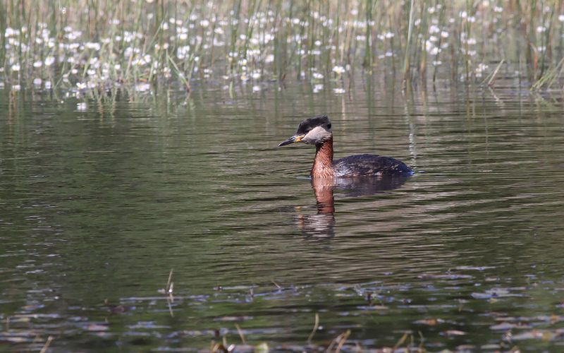Grhakedopping - Red-necked grebe (Podiceps grisegena)