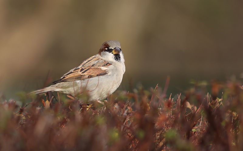 Gråsparv - House Sparrow (Passer domesticus)