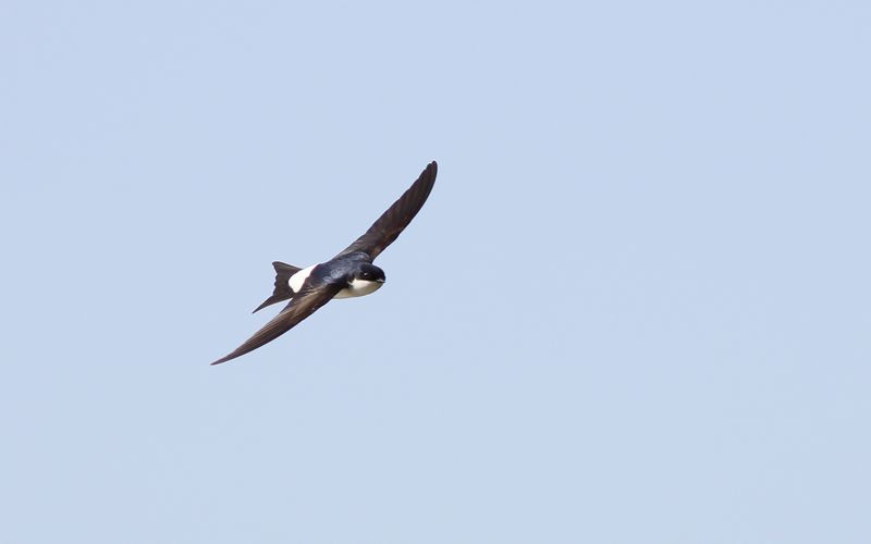 Hussvala - House Martin  (Delichon urbica)