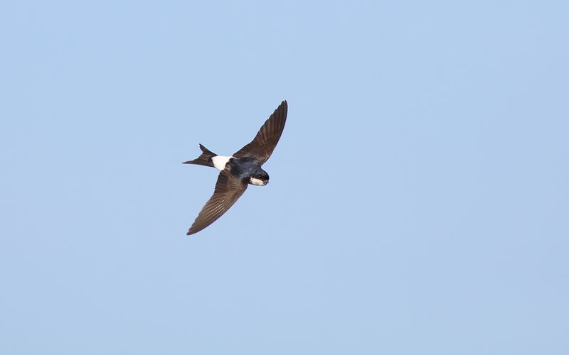 Hussvala - House Martin  (Delichon urbica)