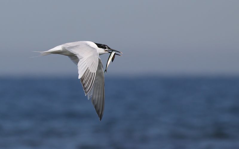 Kentsk trna - Sandwich Tern (Sterna sandvicensis)