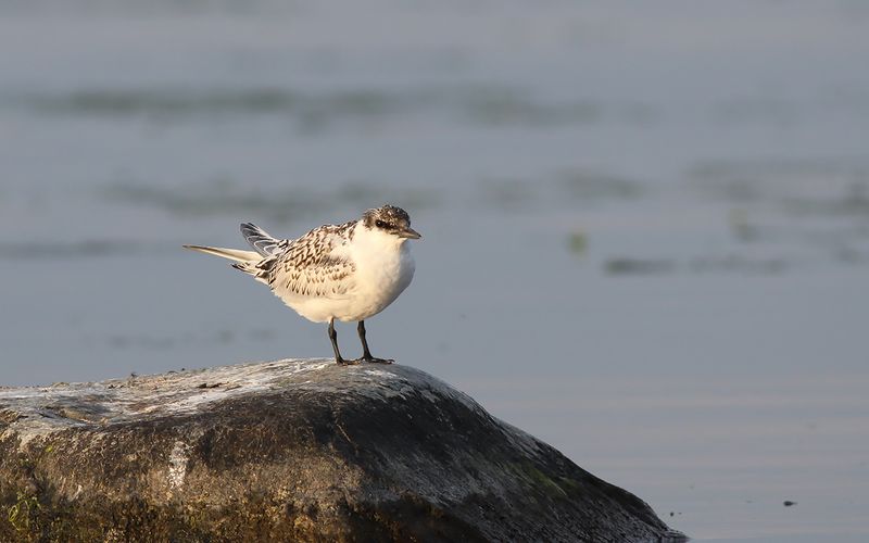 Terns