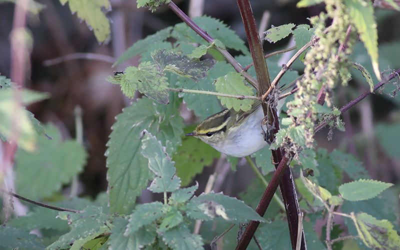 Kungsfgelsngare - Pallass Leaf Warbler  (Phylloscopus proregulus)