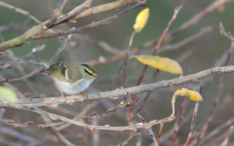 Kungsfgelsngare - Pallass Leaf Warbler  (Phylloscopus proregulus)