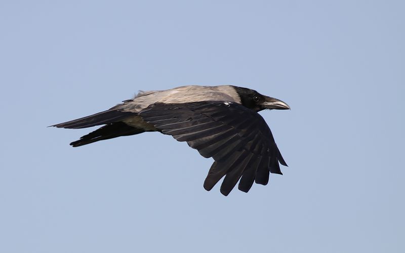 Grkrka - Hooded Crow  (Corvus cornix)